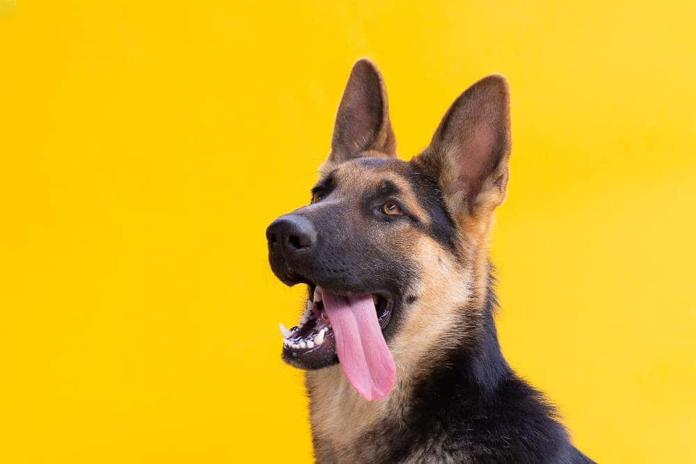 Bestes Trockenfutter für Ihren Schäferhund wie wählen Sie es aus?