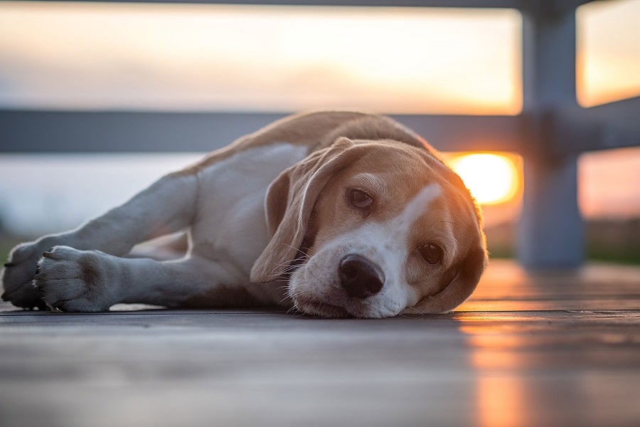 Durchfall beim Hunden Einfache und wirksame Hausmittel