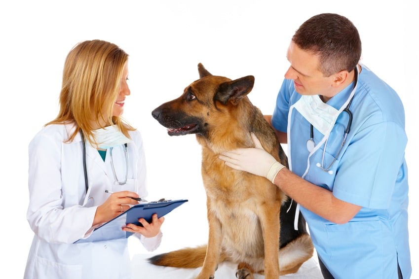 Lohnt sich eine Haustierversicherung für Ihren Deutschen Schäferhund?