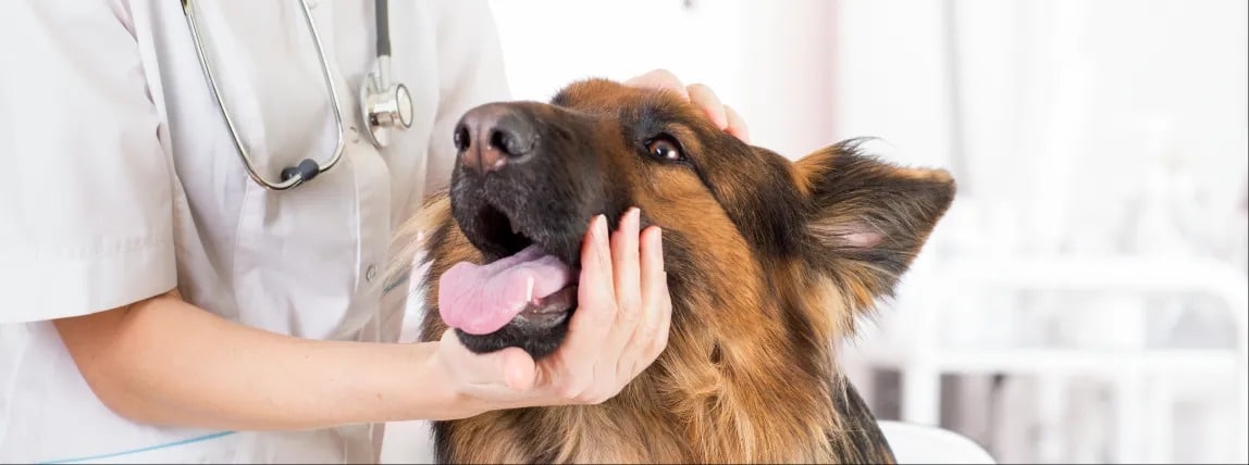 Lohnt sich eine Haustierversicherung für Ihren Schäferhund?