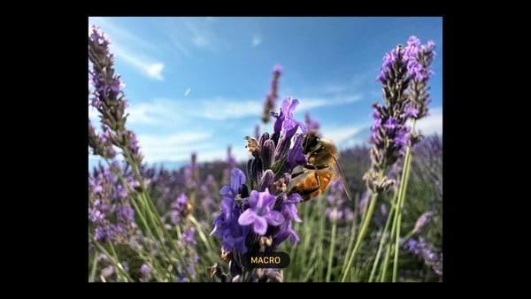 Makro eignet sich für die Aufnahme von Naturszenen, Insekten und Blumen